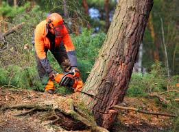 How Our Tree Care Process Works  in Moravian Falls, NC